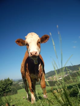 Young Calf in Austrian Country