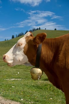 Profil of a Simmental Cow with Bell