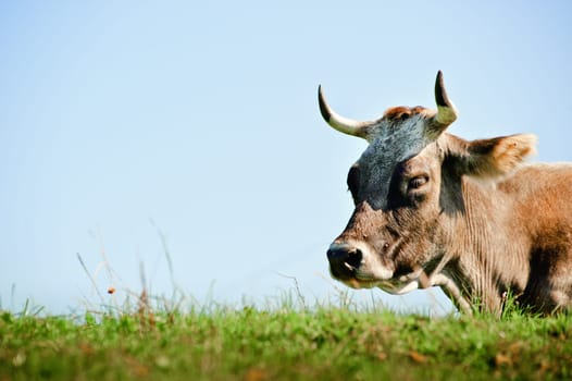 Resting Cow with Copyspace