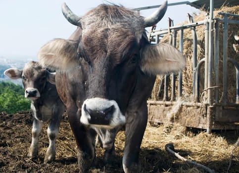Grey Cow and Calf in a Ranch
