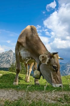 Grazing Cow in the austrian Alps