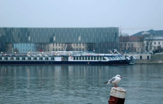 Impression of Linz at Winter with Seagul in the foreground
