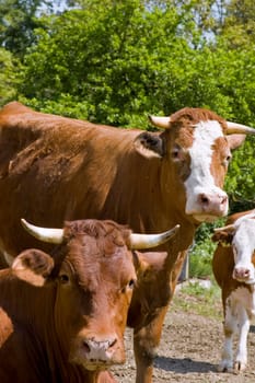 Cow Family standing in a ranch