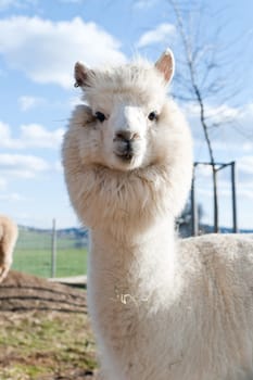White Alpaca with Lions Mane