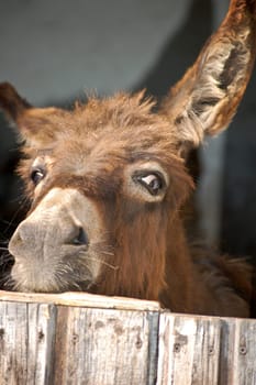 Donkey look out of a wooden Stable