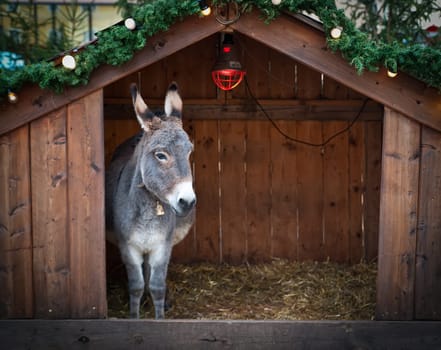 Donkey in a wooden Christmas Stable