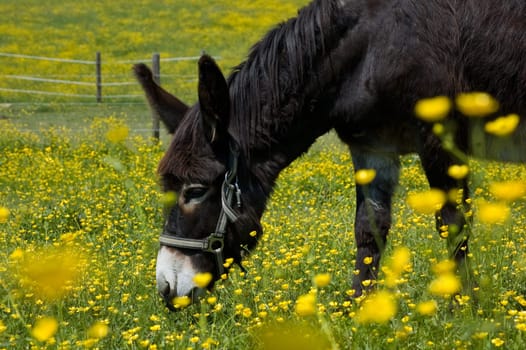 Donkey in a Field of yellow Flowers