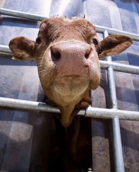 Calf from below looking out of a stable