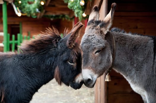 Two cute  Donkeys Snuggling