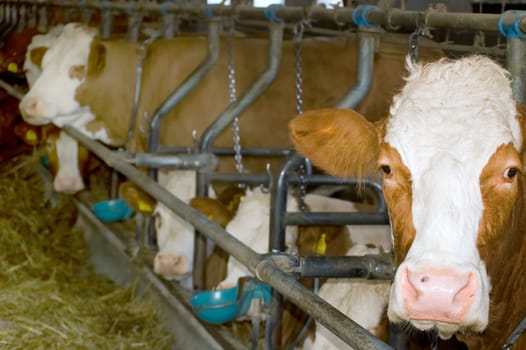 Some Simmental Cattle in a Stable