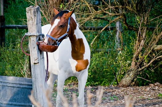 Drinking Quarter Horse in a Ranch