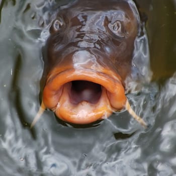 Mick Jagger, uuh sorry, Carp look out of the water