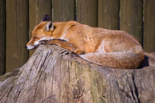 One sleeping red fox on a tree trunk