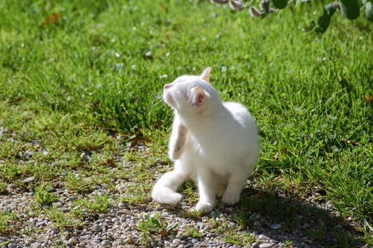 White Cat scratching neck