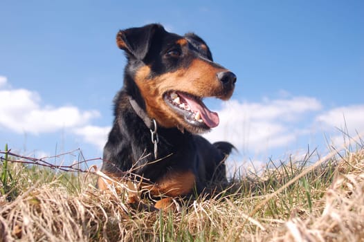 Cute Dog lying in the Meadow