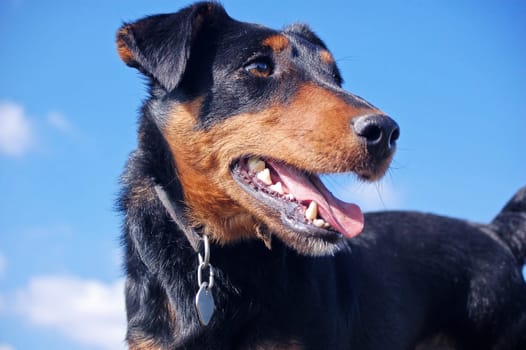 Close up of a cute black and brown dog