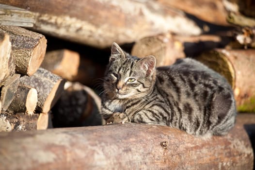 Resting Cat on a Tree Trunk