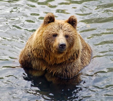 Grizzly-Bear in Water