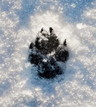 A dog track on snow