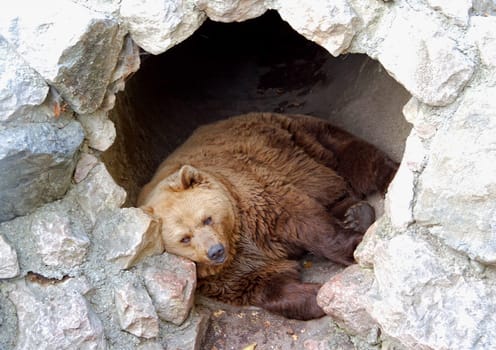 Brown bear sleeping in his cave.