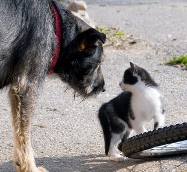 Young Cat close to a dog