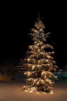 Christmas tree in the snow / winter