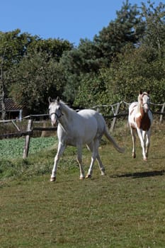 Pinto and white horse in a pasture