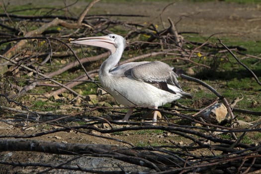 Lesser pelicans