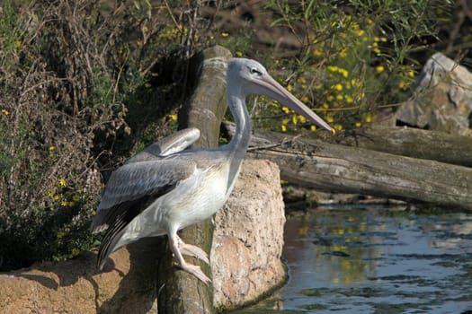 Lesser pelicans