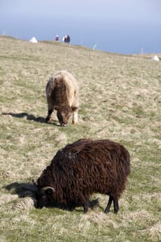 Skudde and highland cattle on Heligoland