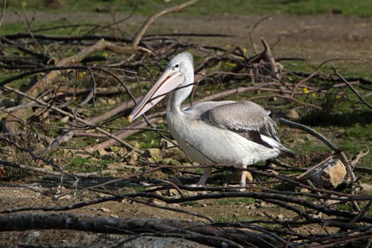 Lesser pelicans