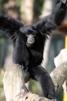 Siamang