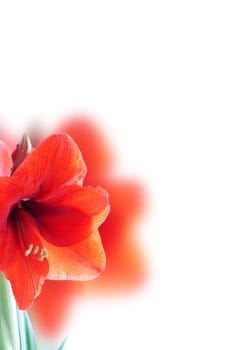 a red amaryllis blossom as background