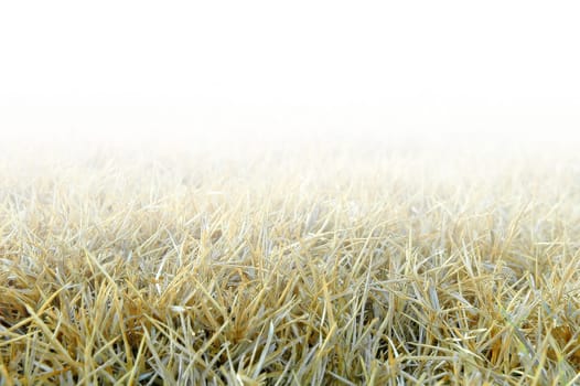 dried grass