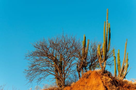 Cactus and dry trees in a desert bathed in golden light