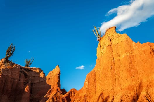 Cactus on tall rocky outcrop in beautiful golden light
