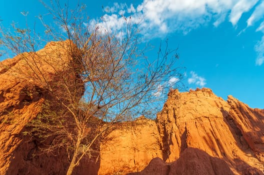 Dry tree in small desert canyon in Colombia