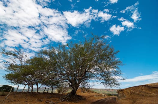Country road in a desert with a dry old twisted tree in Huila, Colombia