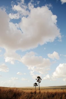 Madagascan Landscape