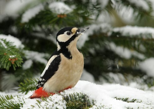 Great spotted woodpecker in winter