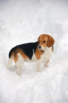 Beagle in garden after snow storm