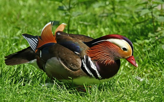 Foraging