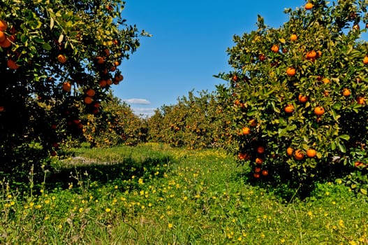 Orange grove on the Costa del Azahar (Orange Blossom Coast)