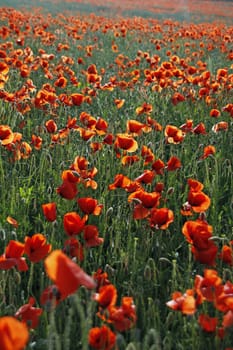 Poppy Field