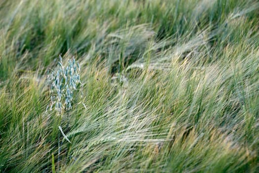 Oats in the barley field