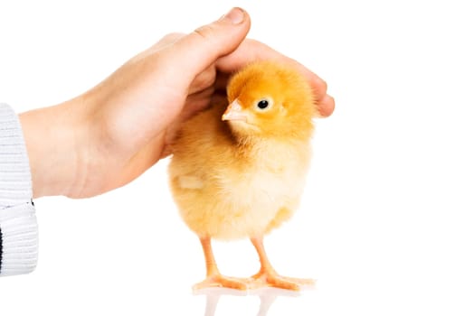 Kid pet little chicken