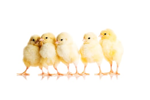 Little chickens