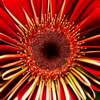 Gerber macro shoot