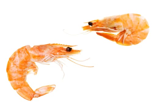 Shrimps