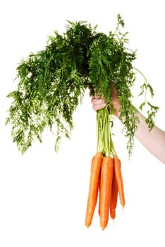 Woman's hand holding bunch of whole fresh organic orange carrots